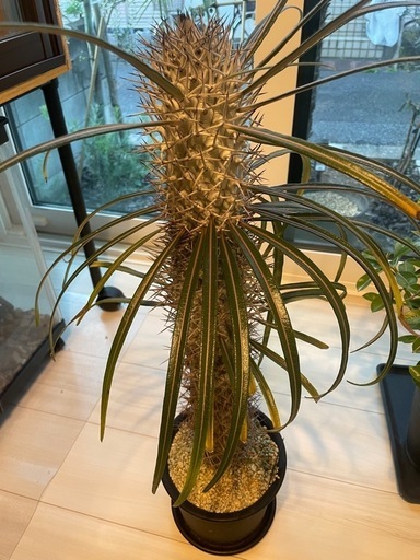 パキポディウム ゲアイー