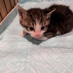 生まれたばかりのグレー白色子猫の里親さんを募集しています