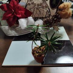 クリスマス　モミの木チビ苗2株　鉢植え　盆栽