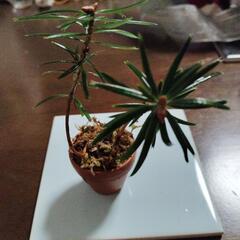 クリスマス　モミの木チビ苗2株　鉢植え　盆栽の画像