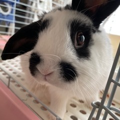 2歳ロップイヤー🐼🐰