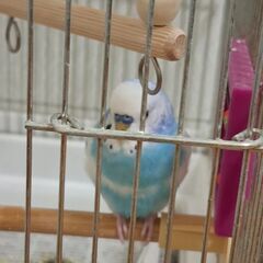 セキセイインコ(2才10ヶ月) - 岩国市
