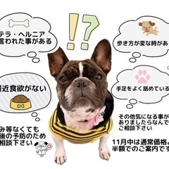 わんちゃん整体
