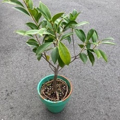 ガジュマル②