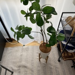 フェイクグリーン　観葉植物　造花