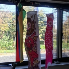 鯉のぼりの画像