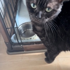 里親探してます