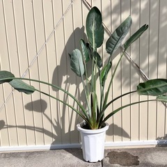 観葉植物　ストレチア　レギネ　極楽鳥花