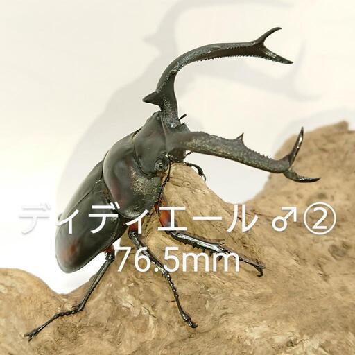 【B品】ディディエールシカクワガタ CBF3 ♂② 76.5mm