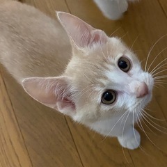 クリーム色の男の子里親さん募集します。