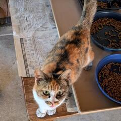 可愛いお顔の三毛猫ちゃんです。