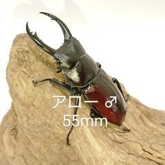 アローコクワガタ(原名亜種) WF3 ♂55mm 