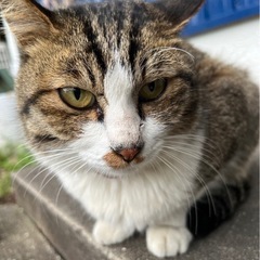 迷い猫?さんの飼い主さんを探してます！！