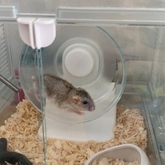 7,000円相当‼︎【ハムスター飼育セット】エサ・マット・滑車・水差し・温湿度計の画像