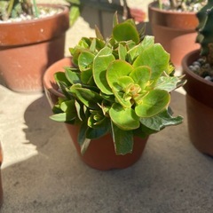 引き取り者決定！カランコエ⭐︎植木⭐︎無料