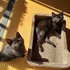 迷い猫　　子猫あと１匹！