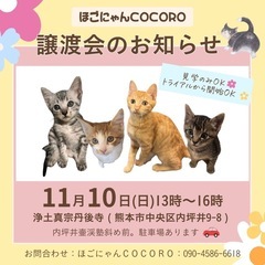 🩷ほごにゃんCOCORO🩷