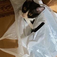 人懐っこいハチワレメス猫ちゃん！