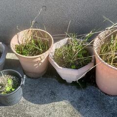 植木鉢5点セット