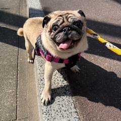 保護犬に使える物下さい