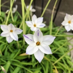 ハナニラ 球根 10個セットの画像