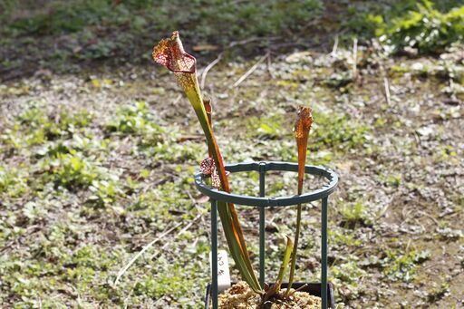 【食虫植物】サラセニア レウコフィラ八重咲き