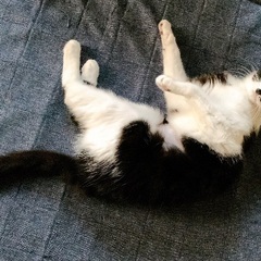 【鍵しっぽ】個性的な3姉妹にゃんず - 猫
