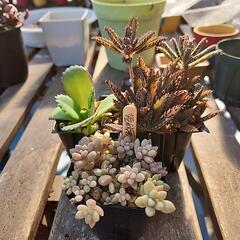 (お話し中)多肉植物　3種セット　爆増の画像