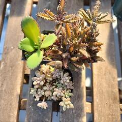 (お話し中)多肉植物　3種セット　爆増の画像