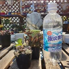 (お話し中)多肉植物　3種セット　爆増の画像