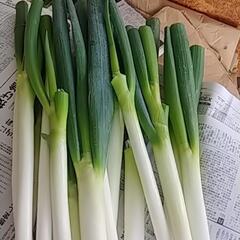 食品ロス削減‼️美味しく食べて欲しい‼️(;つД｀)捨てるなんてもったいない❗の画像