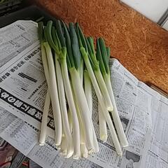 食品ロス削減‼️美味しく食べて欲しい‼️(;つД｀)捨てるなんてもったいない❗の画像