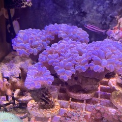 サンゴ　　バブルコーラル　水玉サンゴ　の画像