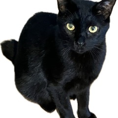 とってもキレイな黒猫　ロロ