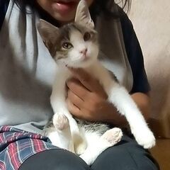 ベタ慣れの可愛い子猫♪攻撃性ゼロ！猫慣れも◎