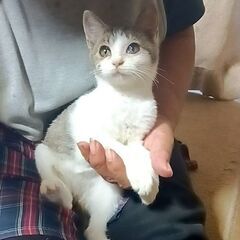 人懐っこい抱っこもOKな飼いやすい子猫♪