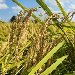 新米コシヒカリ　1キロ600円　精米したて　玄米もあり