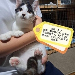 子猫祭り‼️11月10日(日)すみれペットクリニック様にて『上野...