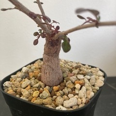 【受付終了】【20%オフ　5/15】オペルクリカリアデカリー　塊根植物　観葉植物　パワータンク　ビザールプランツ　グリーン　生活雑貨 家庭用品 ガーデニングの画像