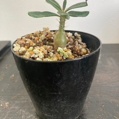 パキポディウム　サキュレンタム　観葉植物　塊根植物　ビザールプランツ　グリーン　生活雑貨 家庭用品 ガーデニングの画像