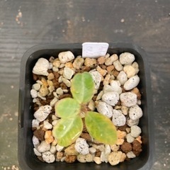 パキポディウム　サキュレンタム　塊根植物　観葉植物　ビザールプラ...