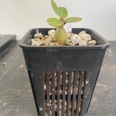 パキポディウム　サキュレンタム　塊根植物　観葉植物　ビザールプランツ　グリーン　ガーデニングの画像