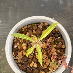 パキポディウム　ラメリー　観葉植物　塊根植物　ビザールプランツ　...