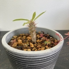 パキポディウム　ラメリー　観葉植物　塊根植物　ビザールプランツ　グリーン生活雑貨 家庭用品 ガーデニングの画像
