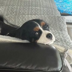 ニュートロ子犬用の画像