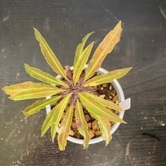 【20%オフ　6/21】【目覚めました！！】【落葉中20%off...