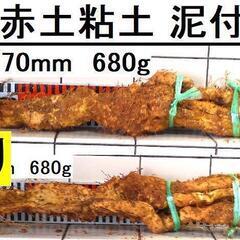 黒部産・超粘り！赤土粘土の典型的天然自然薯2本組 ≒670mm≒...