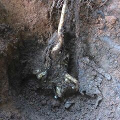 黒部産・超粘り！赤土粘土の典型的天然自然薯2本組 ≒670mm≒680gの画像