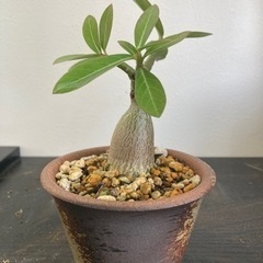 アデニウム　アラビカム　観葉植物　塊根植物　ビザールプランツ　グリーン　生活雑貨 家庭用品 ガーデニングの画像