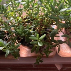 多肉植物